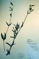 Image of night-flowering campion