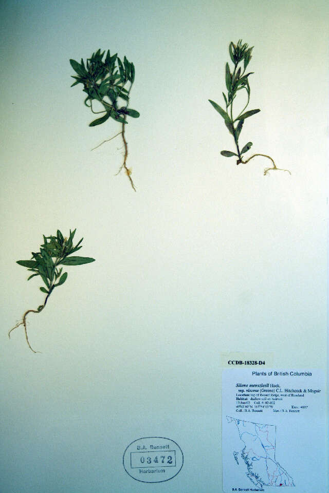 Image of slender phlox