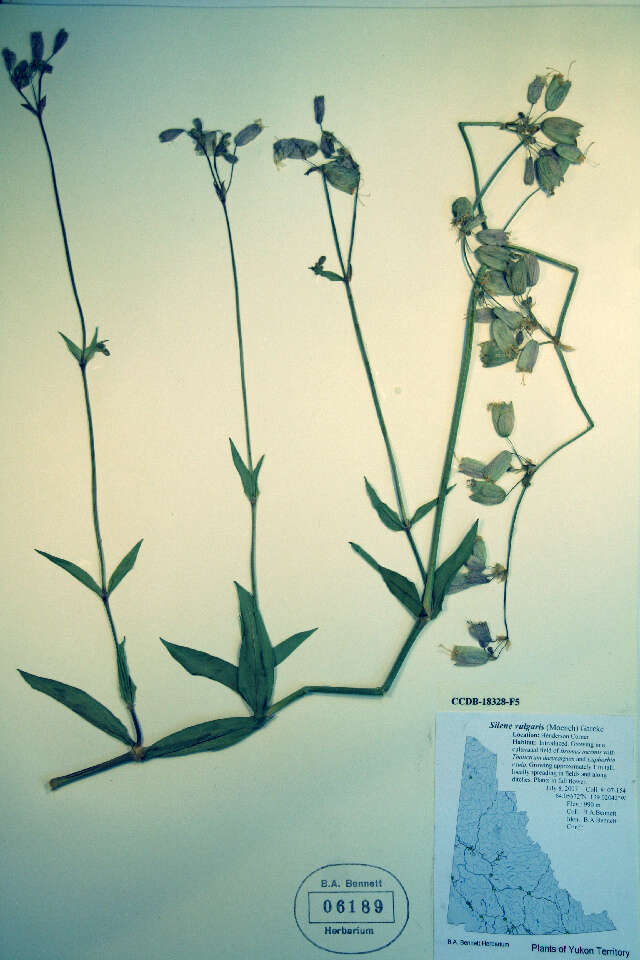 Image of Bladder Campion