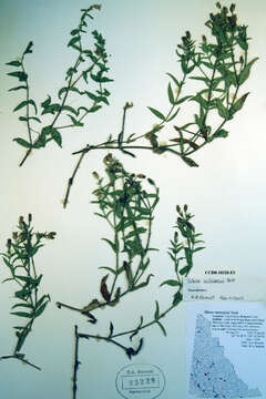 Image of Menzies' campion