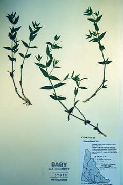 Image of Menzies' campion