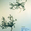 Image of Spergularia rubra