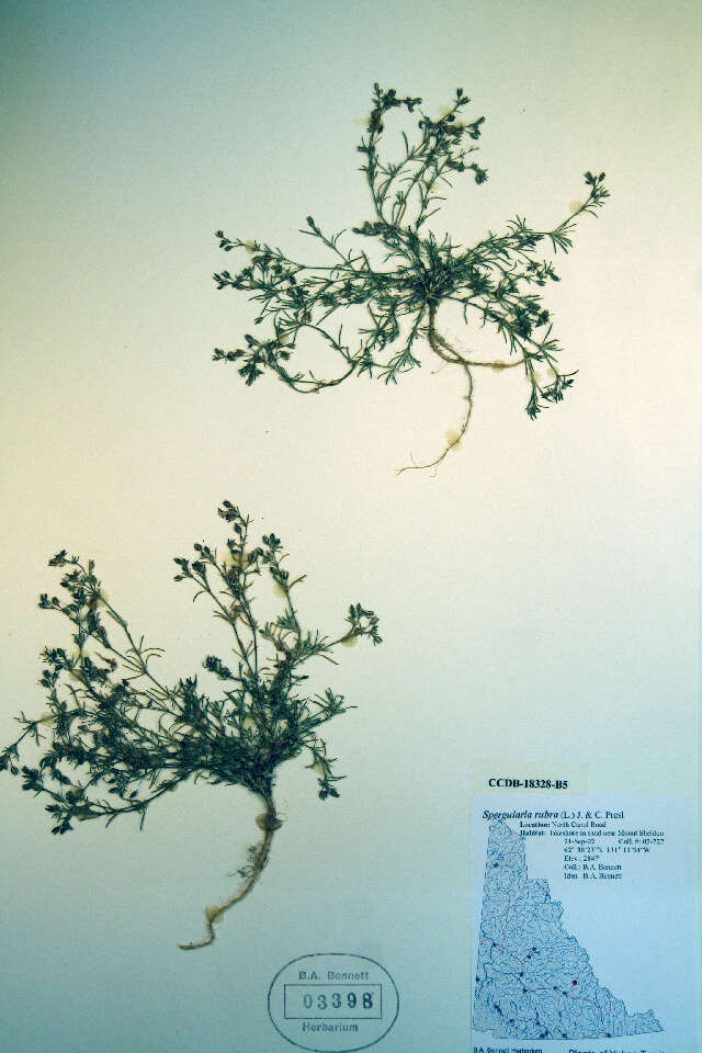 Image of Spergularia rubra