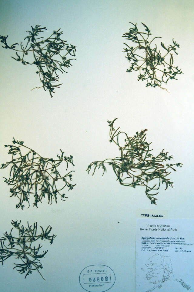 Image of Canadian sandspurry