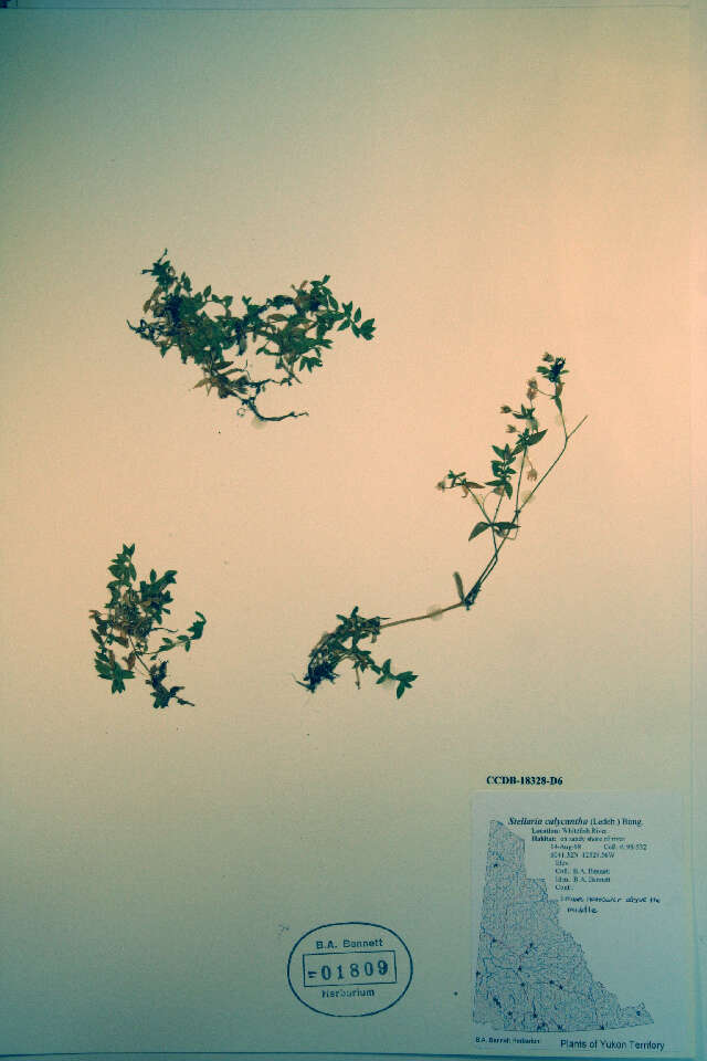 Image of northern starwort