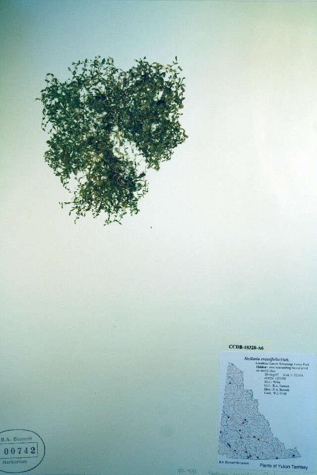 Image of fleshy starwort