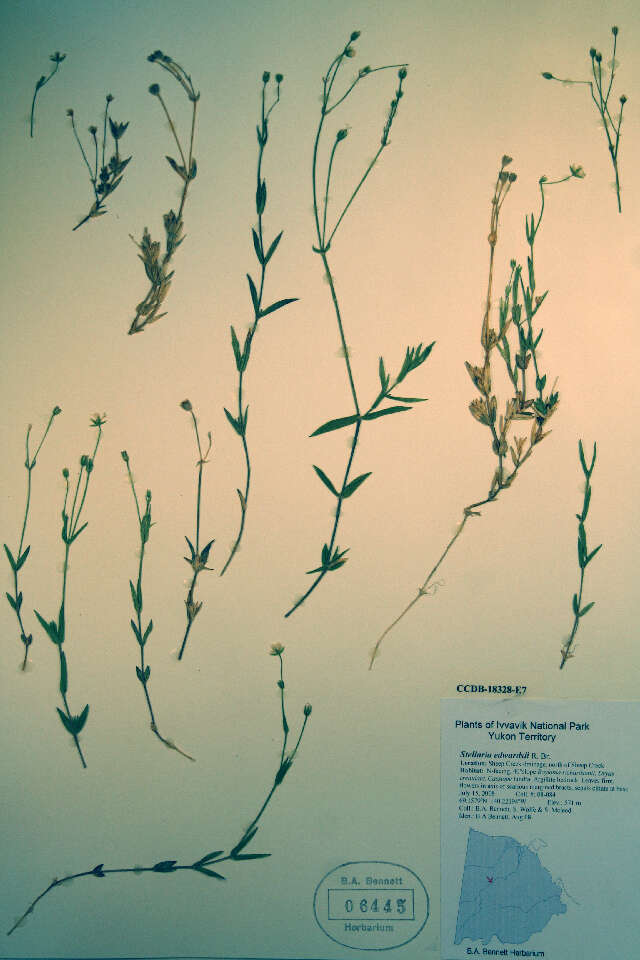 Image of longstalk starwort