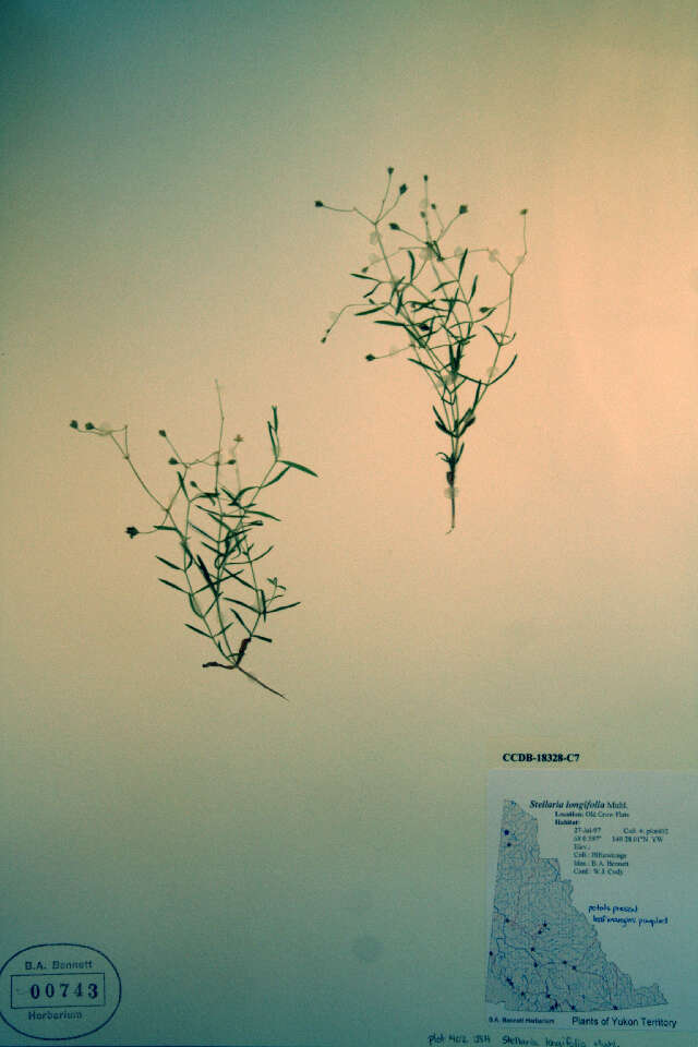 Image of longleaf starwort