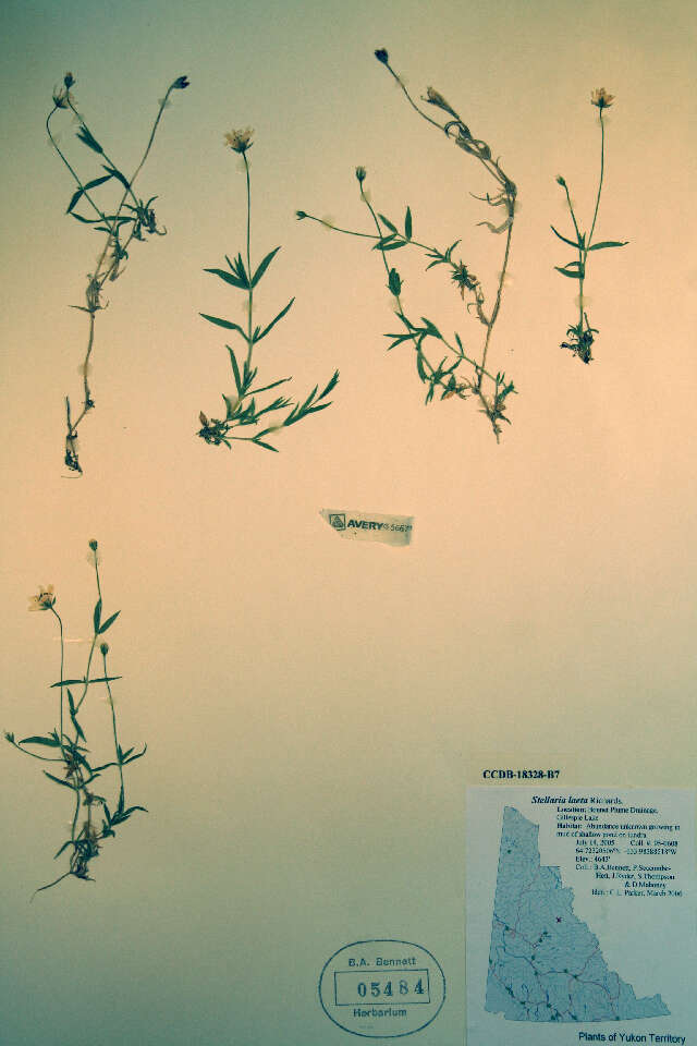 Image of longstalk starwort