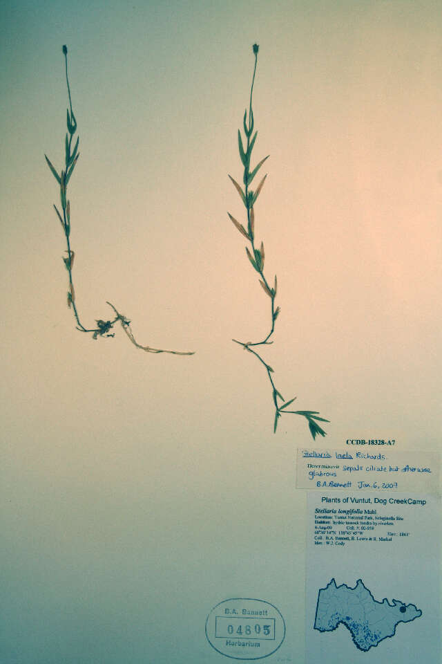 Image of longstalk starwort