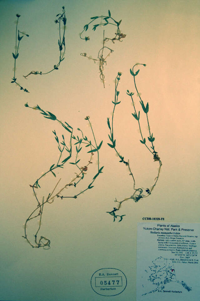 Image of longstalk starwort