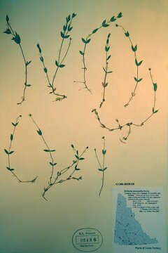 Image of longstalk starwort