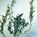 Bassia scoparia subsp. scoparia的圖片