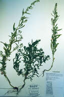 Bassia scoparia subsp. scoparia的圖片