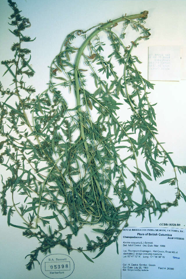 Image of Common kochia