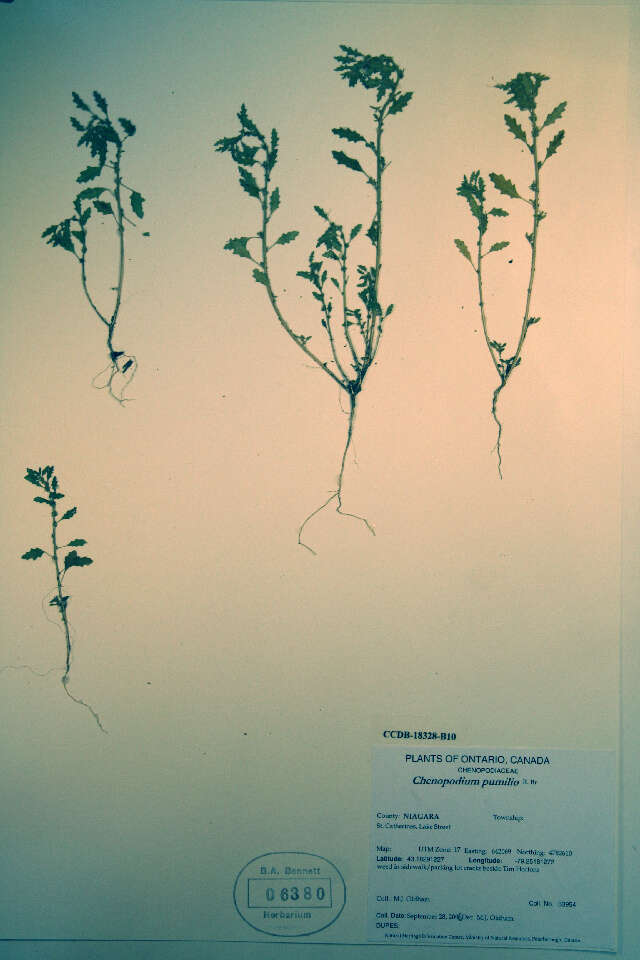 Plancia ëd Dysphania pumilio (R. Brown) Mosyakin & Clemants