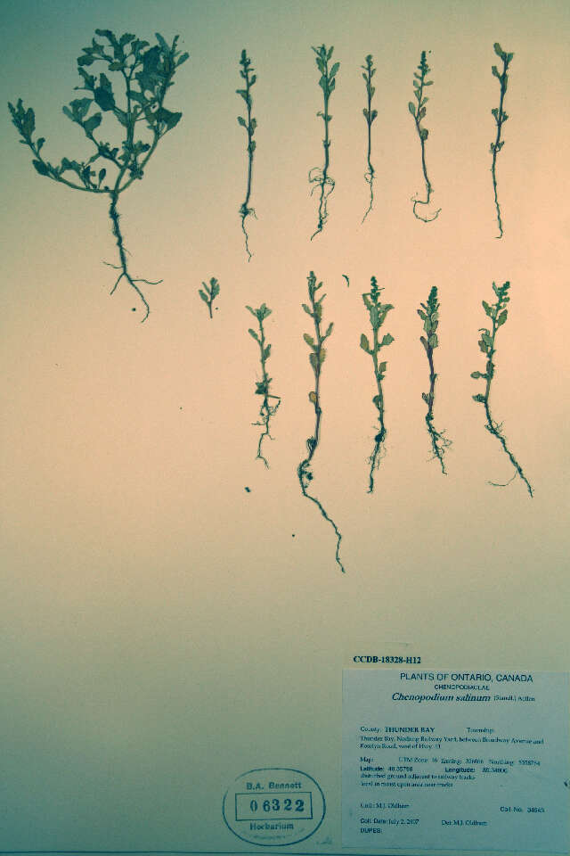 Слика од Oxybasis glauca (L.) S. Fuentes, Uotila & Borsch