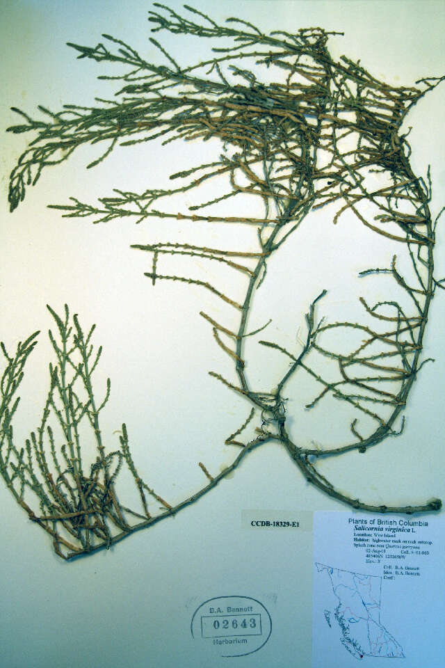 Image of Woody Saltwort