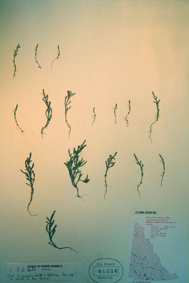 Image of red samphire