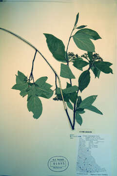 Cornus sericea subsp. sericea resmi