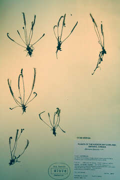 Image of slenderleaf sundew