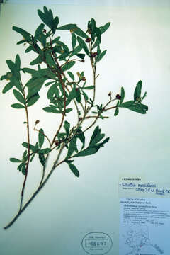 Image of copperbush