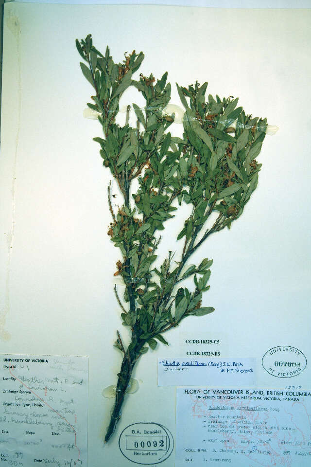 Image of copperbush