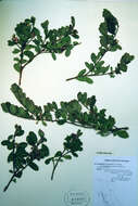 Image of bearberry