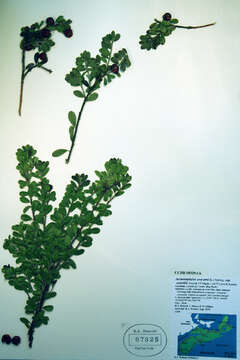 Image of bearberry