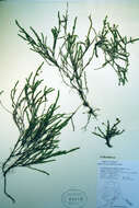 Image of clubmoss cassiope