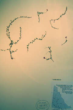 Image of Small Cranberry
