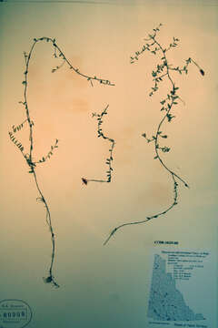 Image of Small Cranberry