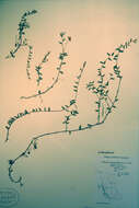 Image of Vaccinium microcarpum (Turcz. ex Rupr.) Schmalh. ex Busch