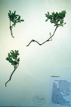 Image of dwarf bilberry