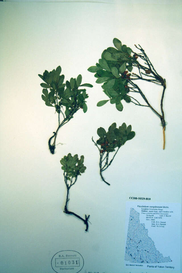 Image de <i>Vaccinium caespitosum</i>