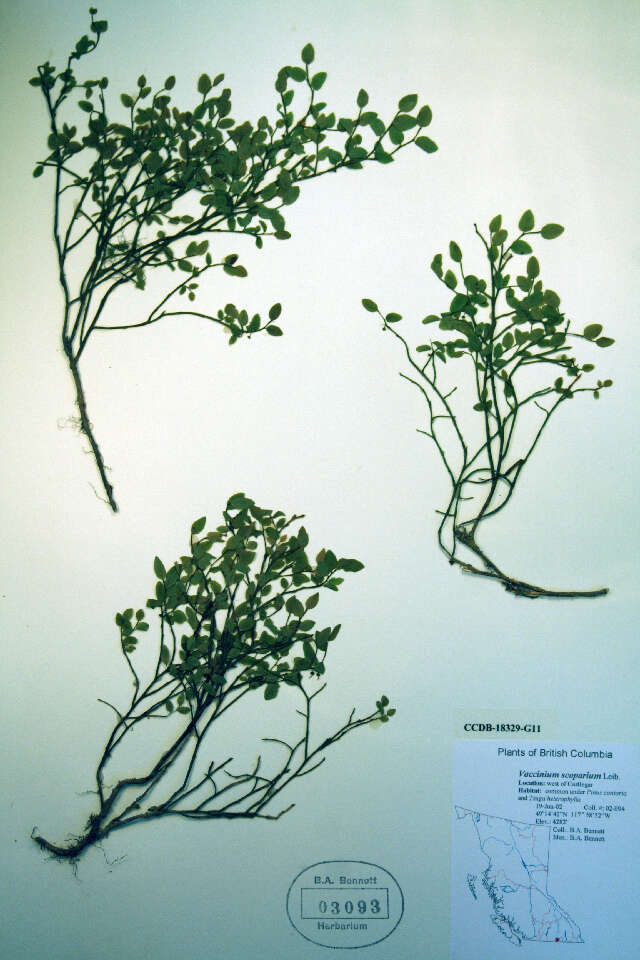 Image de Vaccinium scoparium Leiberg