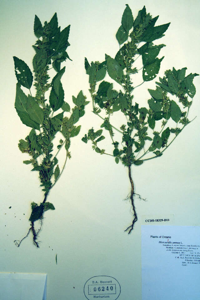 Imagem de Acalypha virginica var. rhomboidea (Raf.) Cooperr.