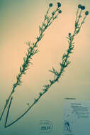 Image of purple prairie clover