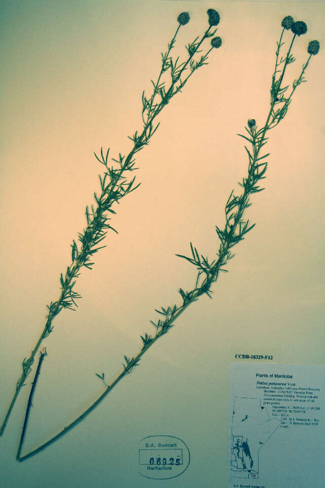 Image of purple prairie clover