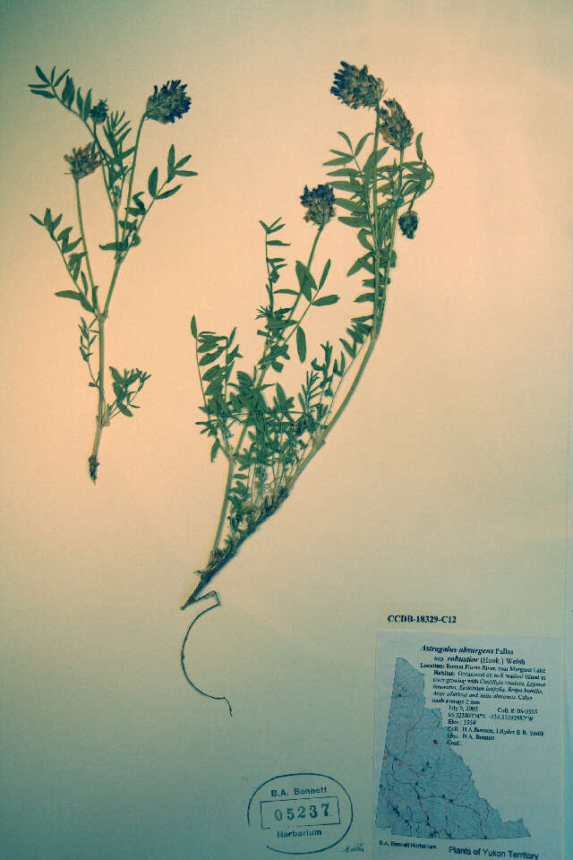 Image of Laxmann's milkvetch