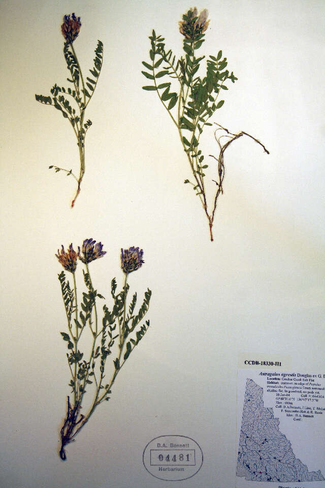 Image of purple milkvetch