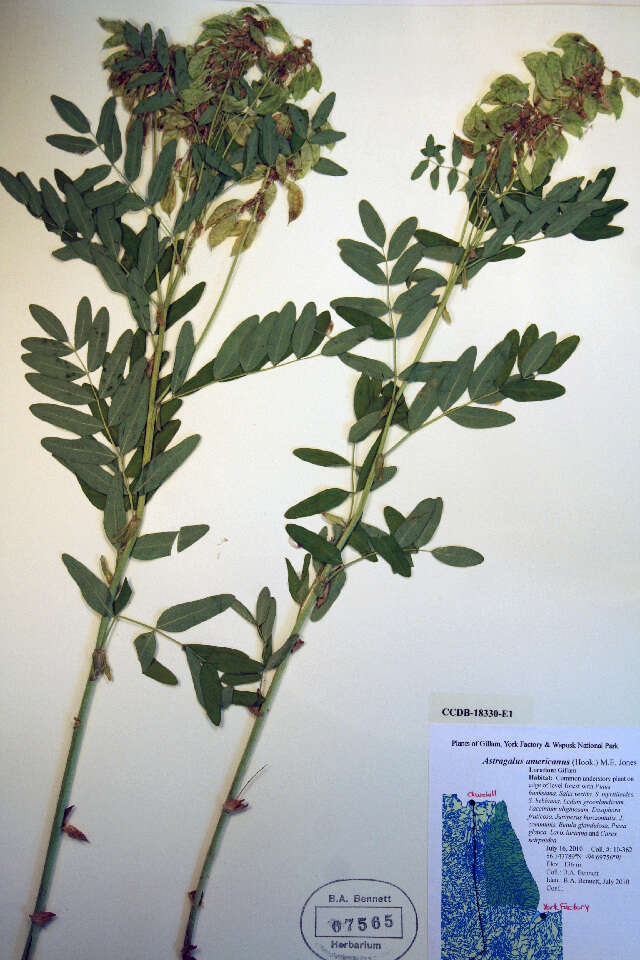 Plancia ëd Astragalus americanus (Hook.) M. E. Jones