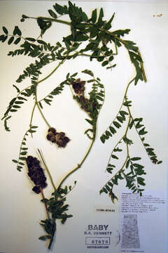 Image of chickpea milkvetch