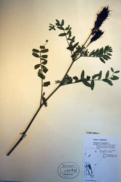 Image of Canadian milkvetch