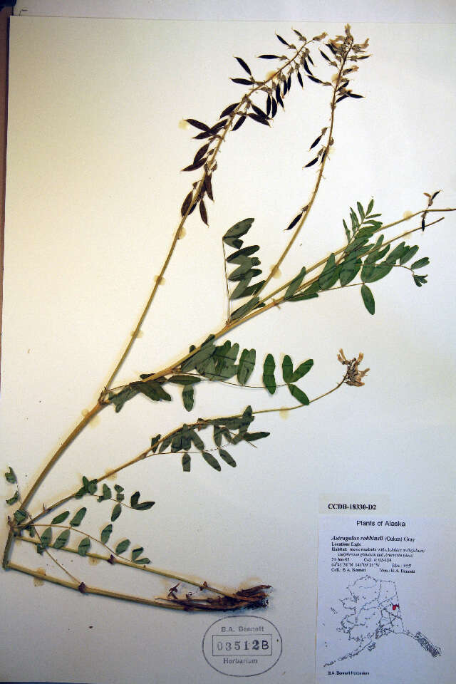 Astragalus robbinsii (Oakes) A. Gray的圖片