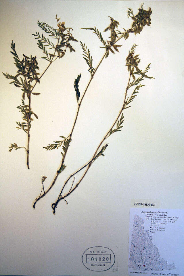 Image of looseflower milkvetch