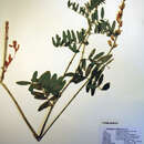 Image of Williams' milkvetch