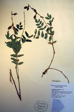 Image of tundra milkvetch