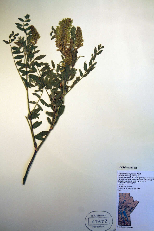 Image of Canadian milkvetch