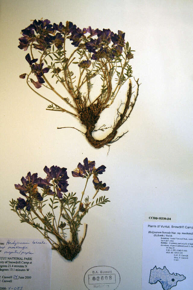 Hedysarum (rights holder: Biodiversity Institute of ontario. Year: 2012.)